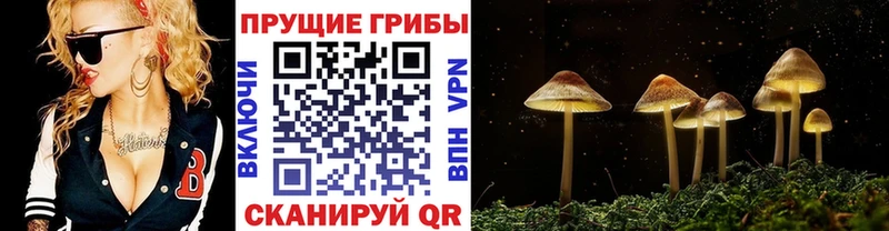 Псилоцибиновые грибы прущие грибы  Туринск 